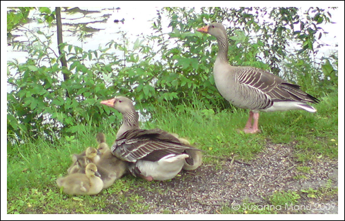 Familjen Gås